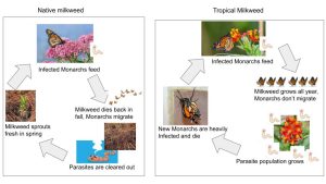 Monarch milkweed graphic
