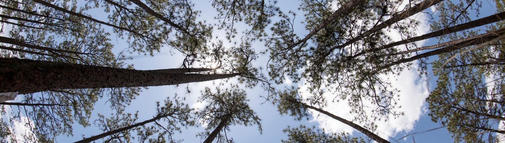 Pine tree canopy.