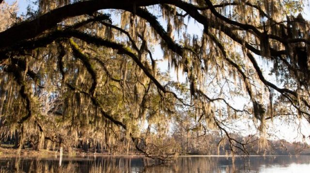 Sunrise and overhanging oak trees at Lake Alice.