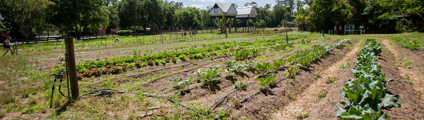 Rows of crops in market garden.