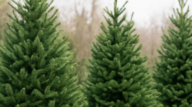 How to Care for a Fresh Christmas Tree