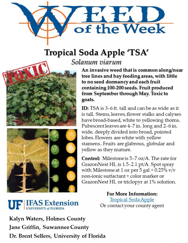 Weed Of The Week Tropical Soda Apple Uf Ifas Extension Holmes County