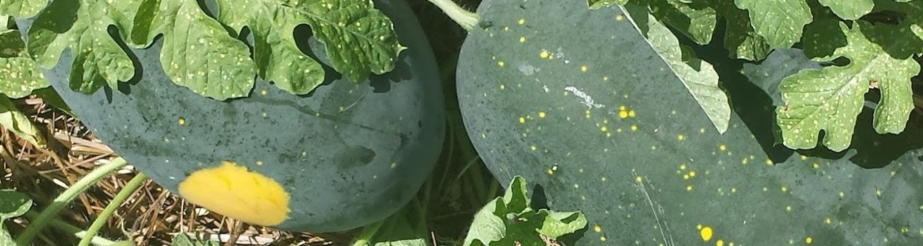 moon and stars watermelon