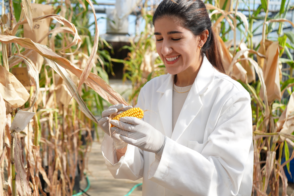 Nadia Mourad in white lab coat and gloves harvests maize for her research in Dr. Karen Koch's lab