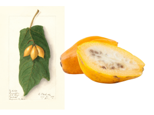 Watercolor painting of Vasconcellea quercifolia illustrated by Ellen Isham Schutt with photograph of papaya next to it.