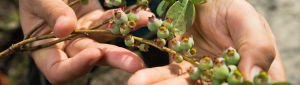 A pair of loosely open hands showing a blueberry stem covered in unripe berries