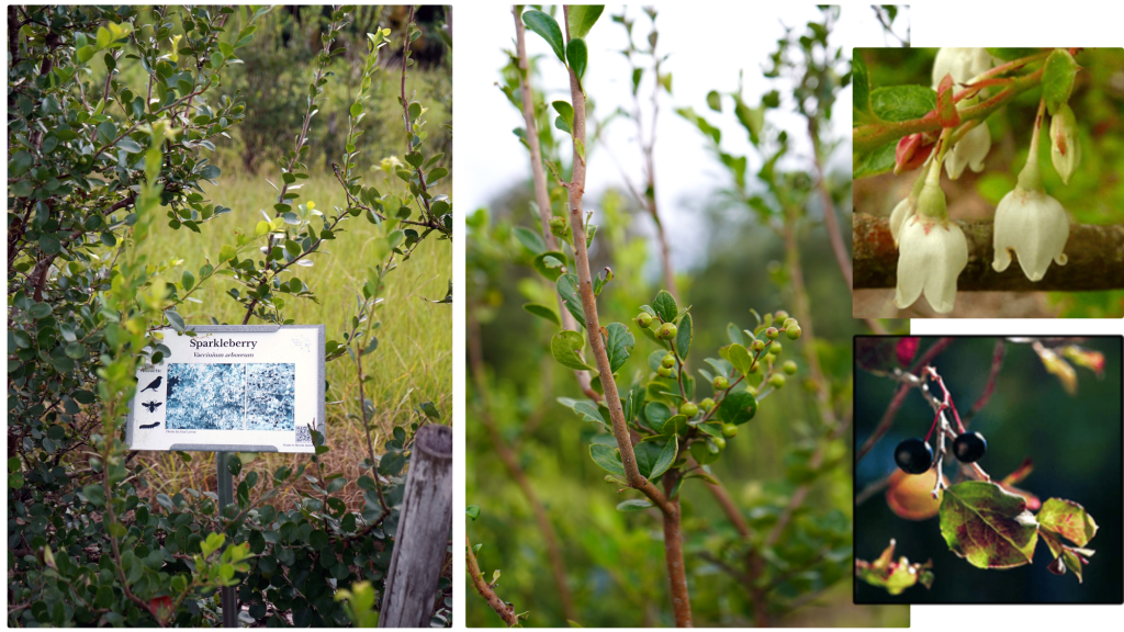 4 sets of photo graphs show a sign in the ground marking sparkleberries, the second image shows a close up branch of green not yer ripened sparkleberries, the 3rd image is of its white bell-like flowers, and the 4th shows the blue and red sparkleberries on a branch.