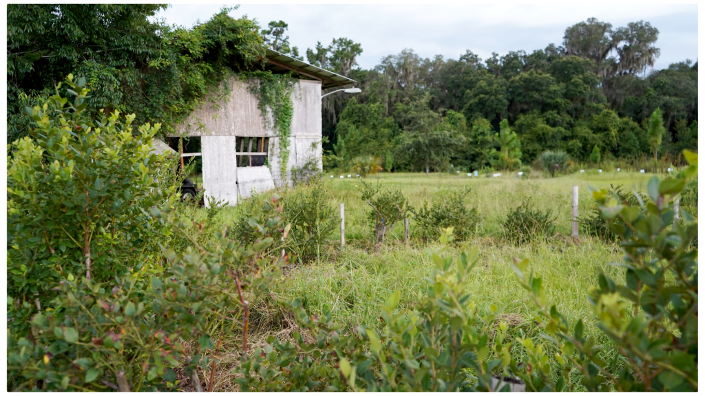 Slightly overgrown field with native plants and blueberry bushes in the Audubon native plant garden at Prairie Creek, with an old shed covered in vines in the background.