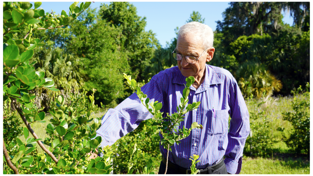 Man in blue button up shirt examines blueberry bushes surrounded by greenery.