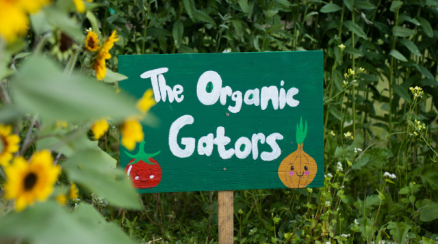 A green sign with the words "the Organic Gators" written in white. The sign is posted in a garden.