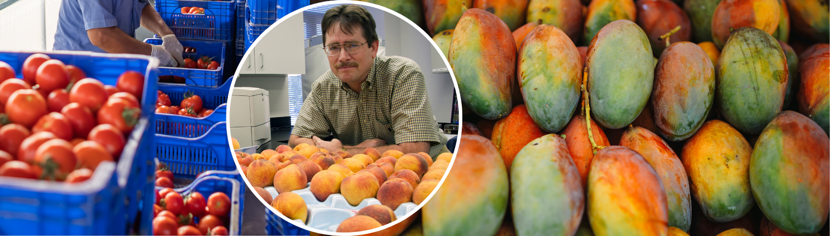 Brecht stands among many peaches with photos of tomatoes in blue bins and mangos surround him.