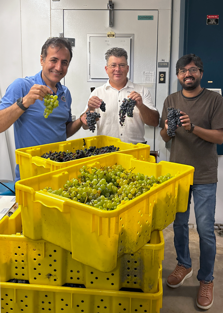 Dr. Ali Sarkhosh (left), John Choquer (center), and Uzman K. Chaudhry (right), biological scientist in Dr. Sarkhosh’s lab, hold grape clusters above yellow harvest bins  full of grapes.