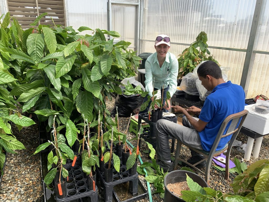 Mars Geneticist Ashley DuVal (left) and Mars Associate Marcelo Santos (right) grafting plants in UCD greenhouse.