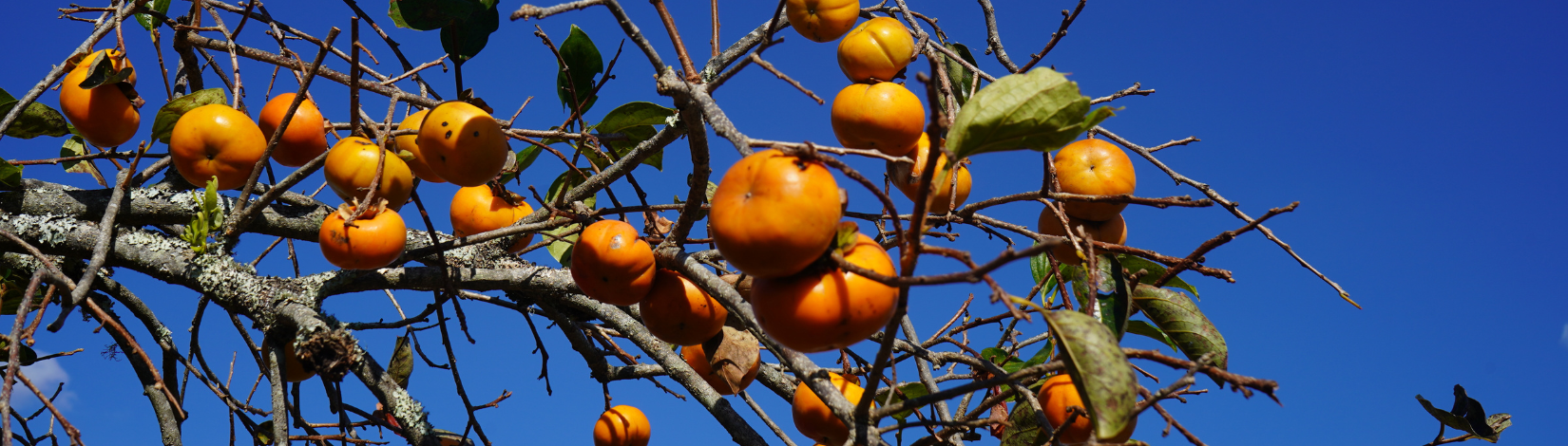 UF/IFAS Growing Market Opportunities for Florida Persimmons