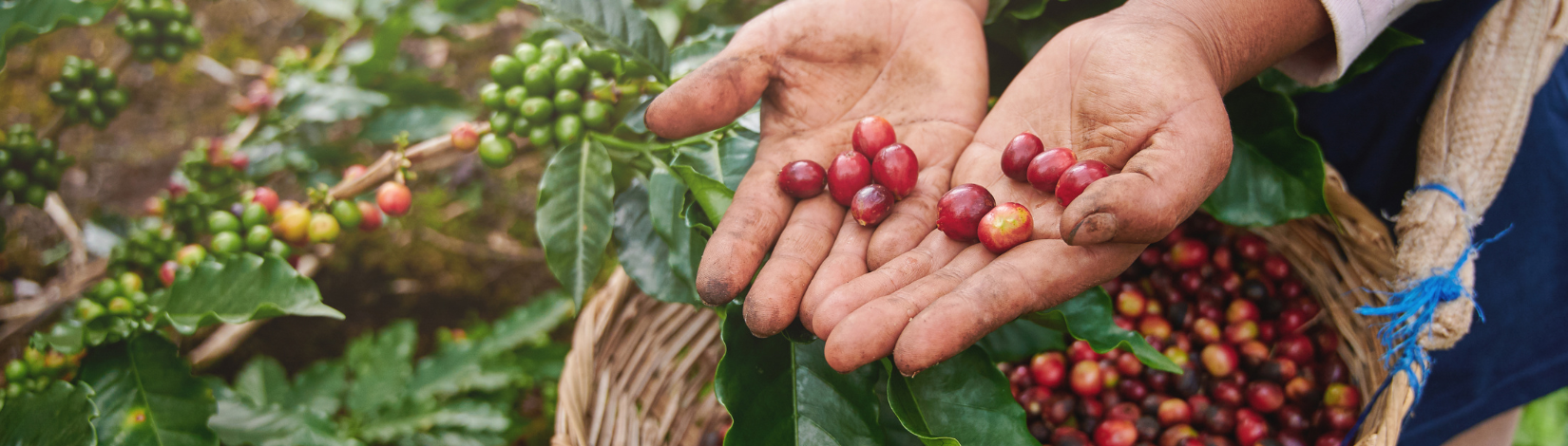 Brewing Innovation: Developing Coffee as a Viable Florida Crop
