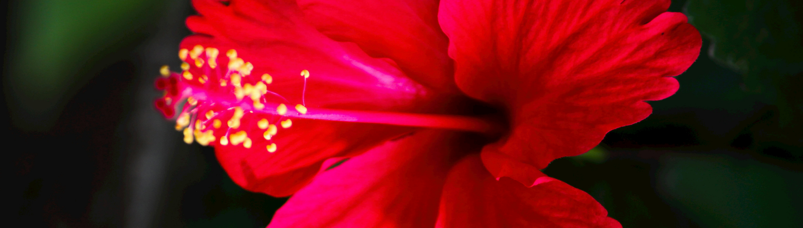 Close up of deep fuchsia hibiscus flower