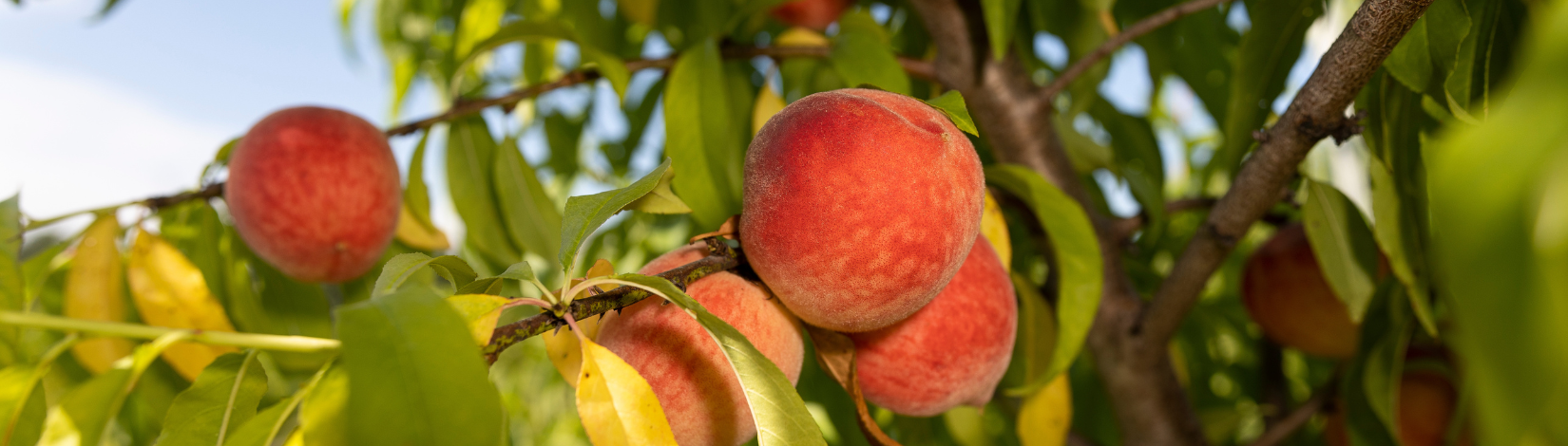 Peaches ripening on a branch outside