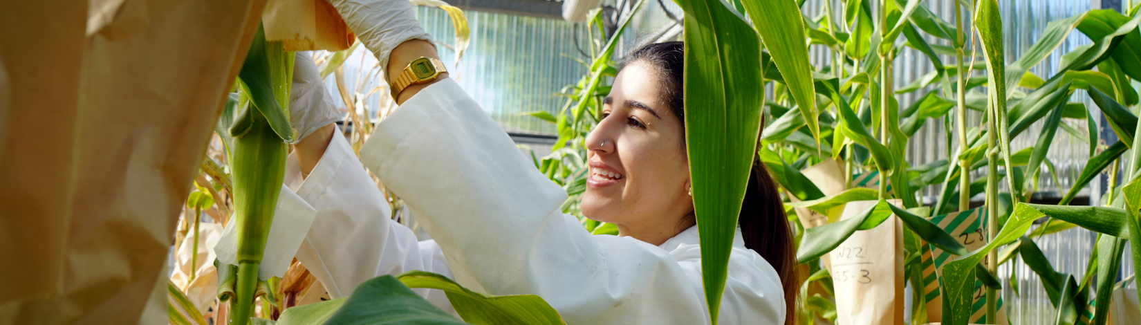 Nadia Mourad, PMCB Ph.D Candidate in Dr. Koch's Maize Greenhouse in white lab coat