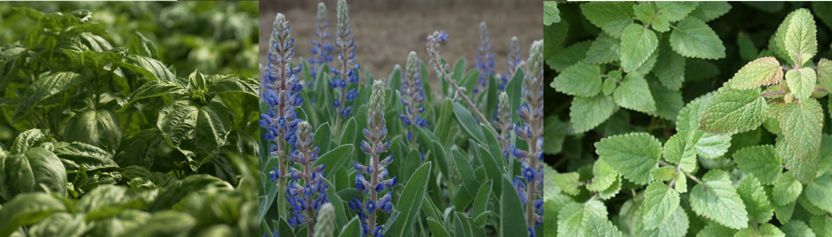 several mint relatives in close-up