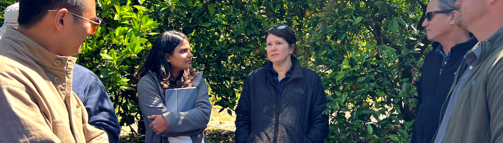 A group of UF students and researchers having a discussion outside in an orange orchard