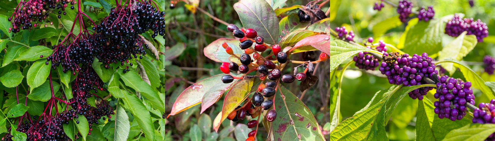 a 3-panel look at various native Florida berries