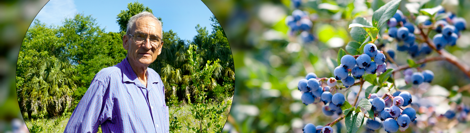 A split image showing clusters of ripe blueberries on the right and Dr. Paul Lyrene in the middle standing outside in a blueberry field wearing light-blue checkered shirt.