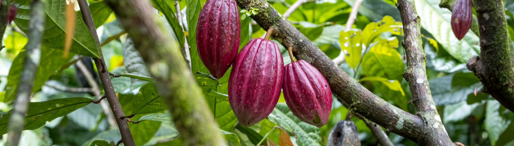 Cacao pods on tree.