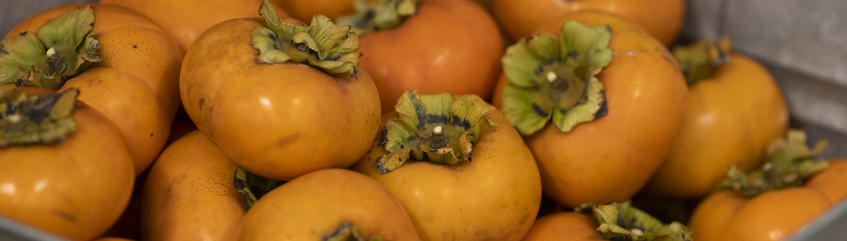 Persimmons in a metal tub being presented for sale