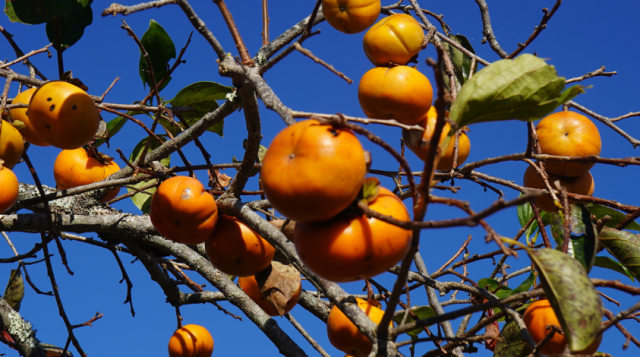 Ripe Persimmons on Branch with deep blue sky