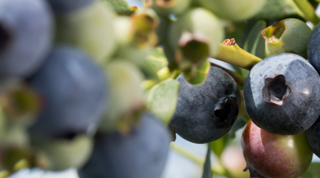 Dr. Gerardo Nunez Named to Fruit + Vegetable 40 Under Forty Class of 2025