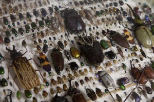 boll entomology weevils weevil ifas