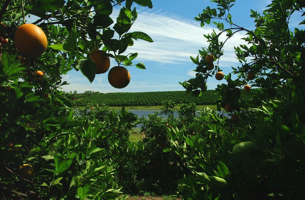 Like a Day Without Sunshine: The Past and Future of Florida Citrus ...