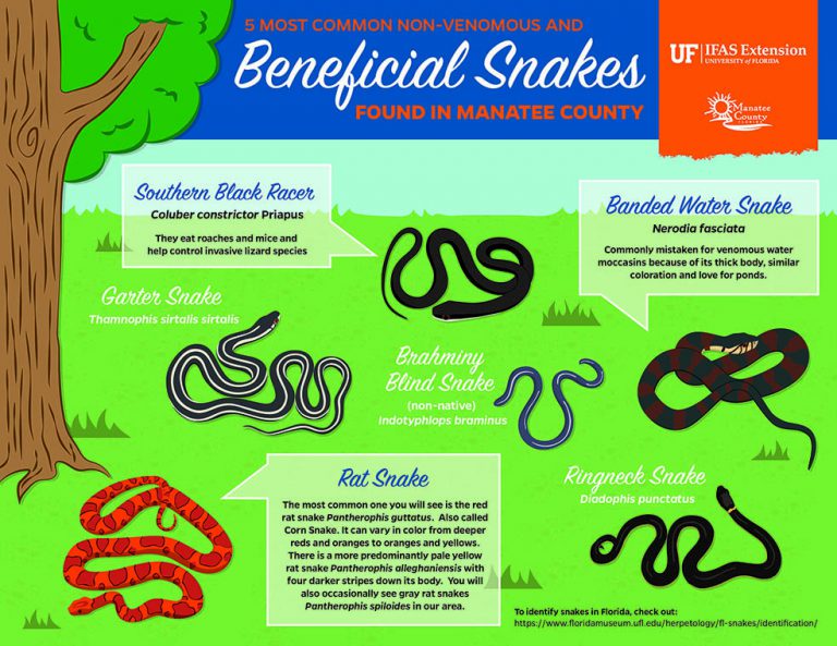 Venomous and Beneficial Snakes Infographics - UF/IFAS Communications