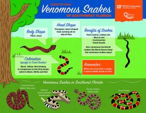 Venomous And Beneficial Snakes Infographics - Communications