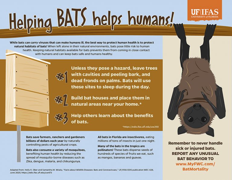 Bats, they’re helpful not scary Communications