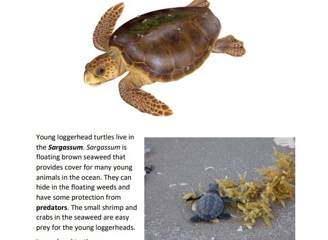 Book page with a illustration of a loggerhead sea turtle.
