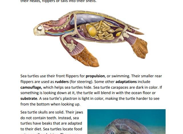 Book page with diagram of the internal anatomy of a sea turtle
