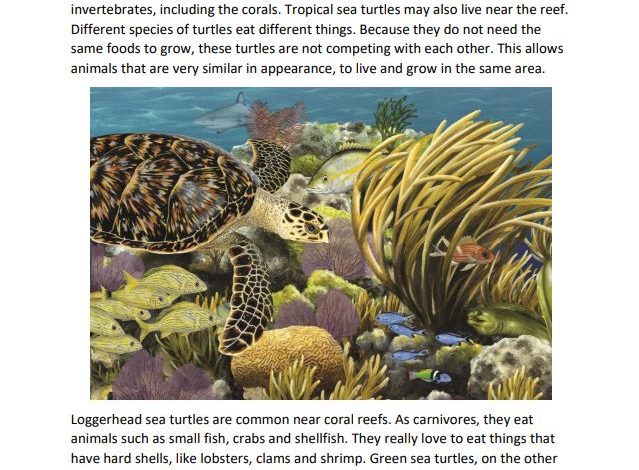 Book page with an illustration of a sea turtle grassing over a reef.