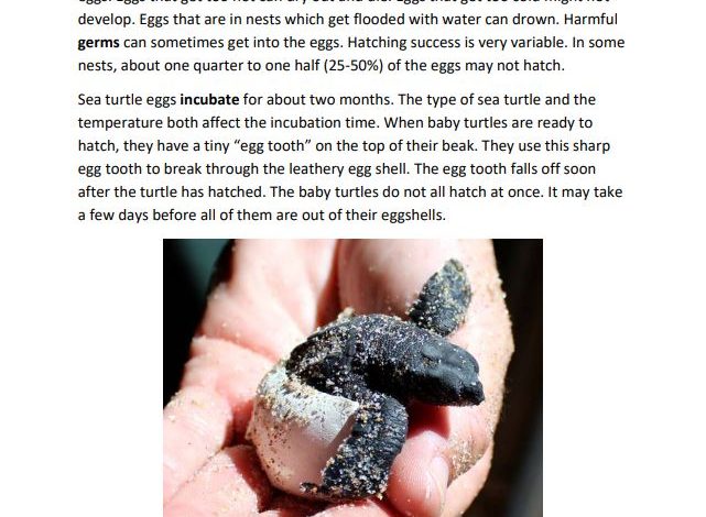 Book page with a photograph of a sea turtle hatchling emerging from an egg resting on a human hand.