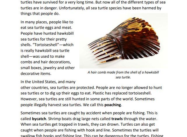 Book page about how human activities affect sea turtles