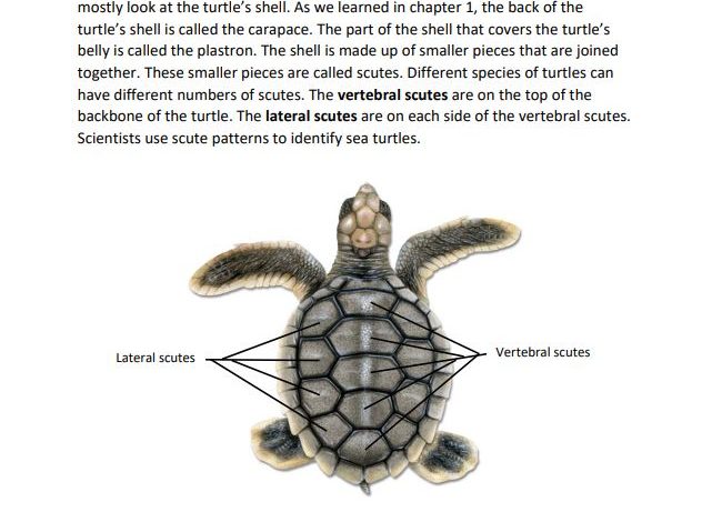 Book page with a diagram describing the parts of a sea turtle shell.