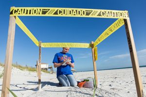 Sea Turtles volunteer work (reduced)