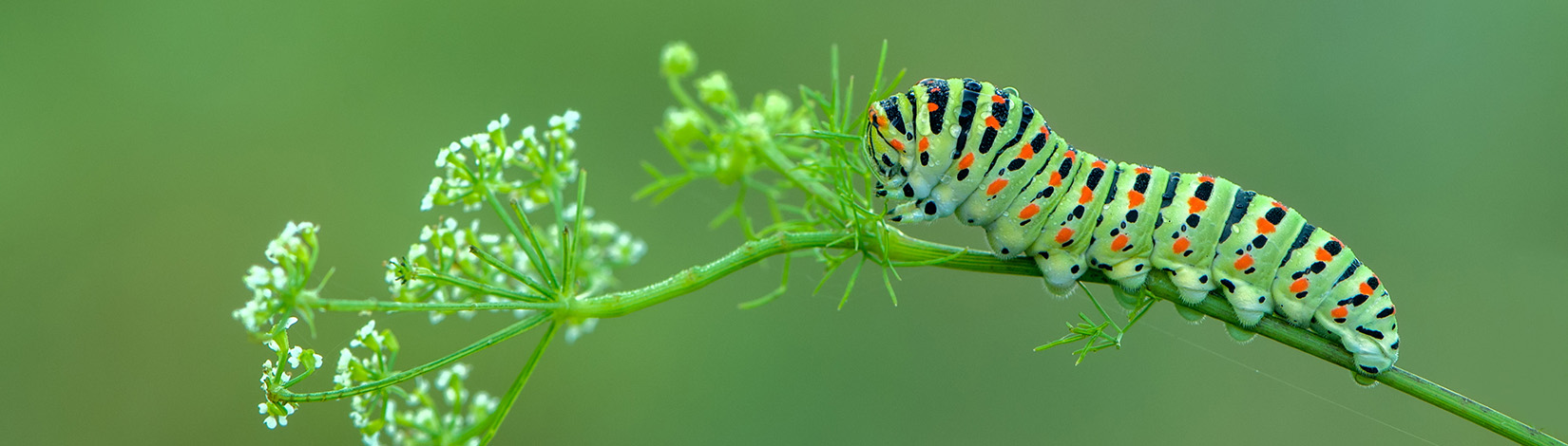 butterfly caterpillar Papilio machaon on a forest plant on a sum