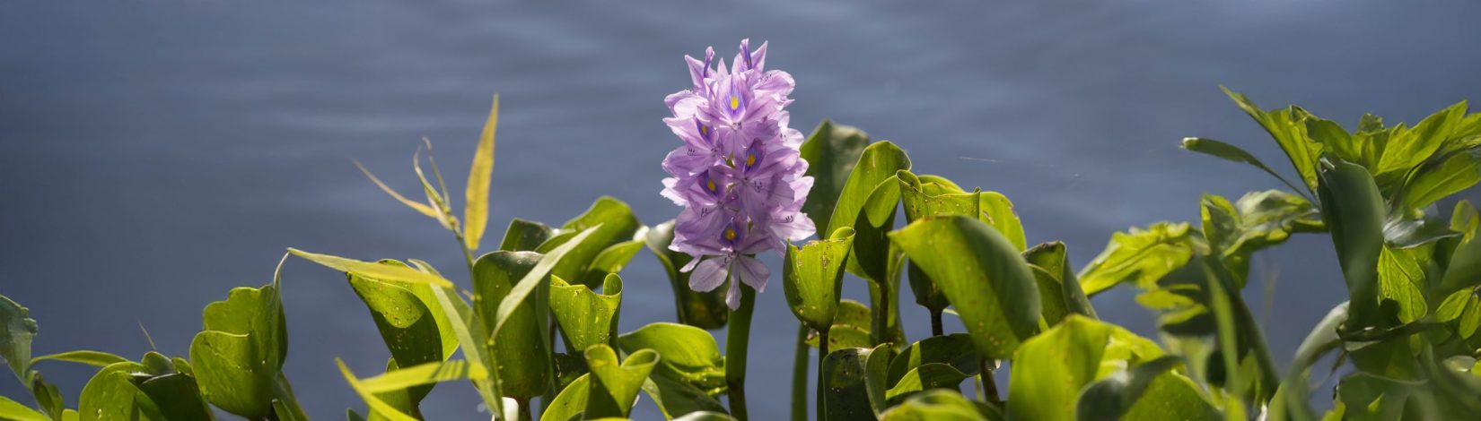 Same image as above of a purple water hyacinth flowers with green leaves and a water backdrop but expanded using Adobe Photoshop.