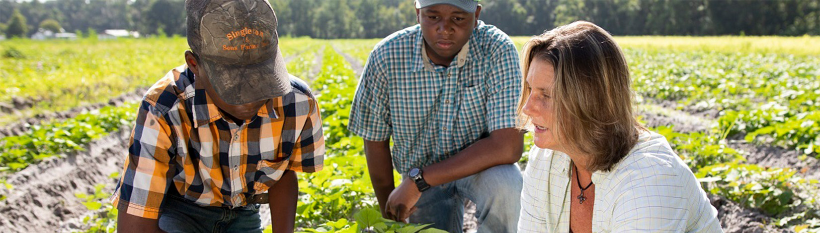 Two teenage boys working with an Extension agent in a sweet potato crop.