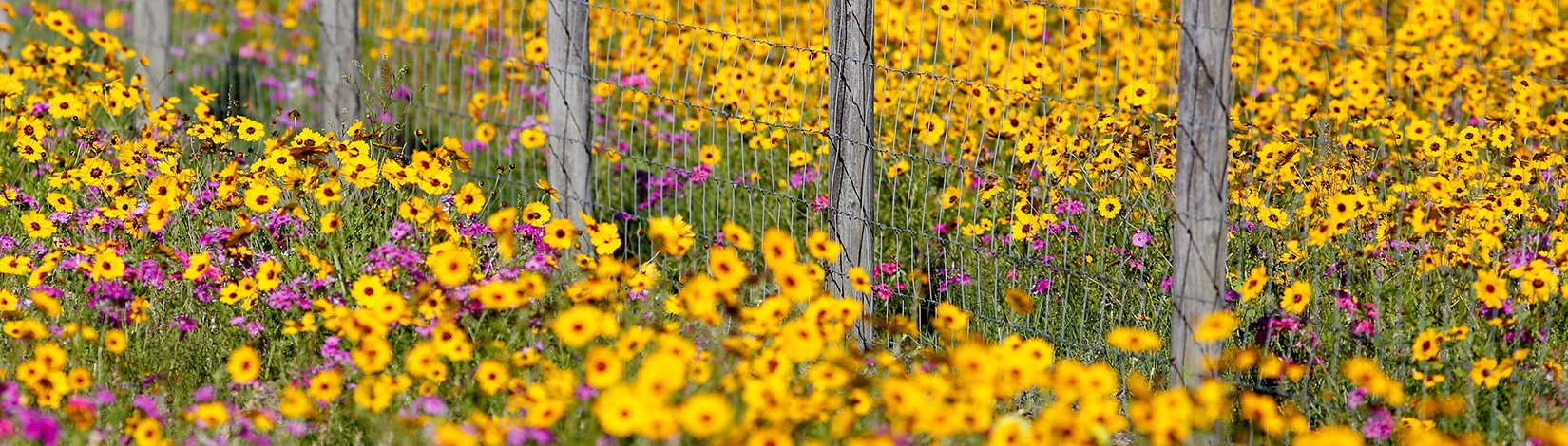 Yellow and red wildflowers growing alongside fence.