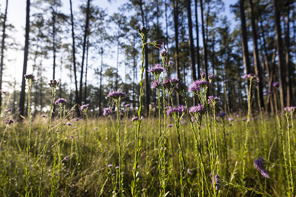 Blue mistflowers in a meadow of wiregrass at Austin Cary Forest.