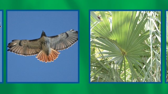 Section from the This or That cover page highlighting two of the commonly confused species included in the ID guide.