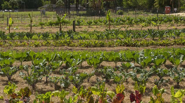 Image of the UF community gardens featuring rows of various vegetables. The UF Bat houses can be see in the back.