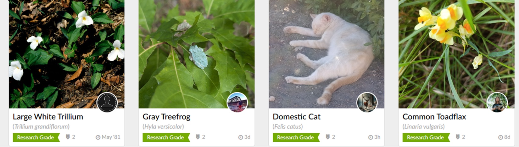 screenshot detail showing four tiles of iNaturalist search results